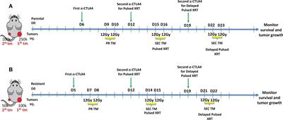 Pulsed radiotherapy to mitigate high tumor burden and generate <mark class="highlighted">immune memory</mark>